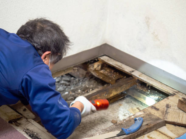 Best Mold Testing and Inspection Services in White Horse, NJ