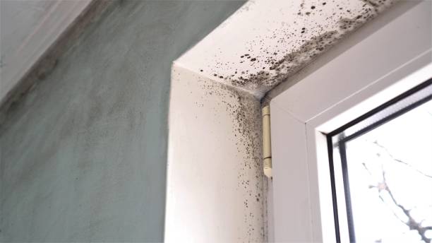 Best Post-Flood Mold Remediation in White Horse, NJ