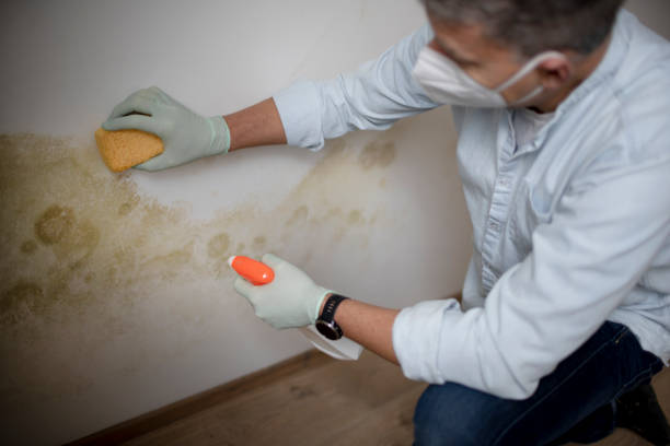 Best Attic Mold Remediation in White Horse, NJ