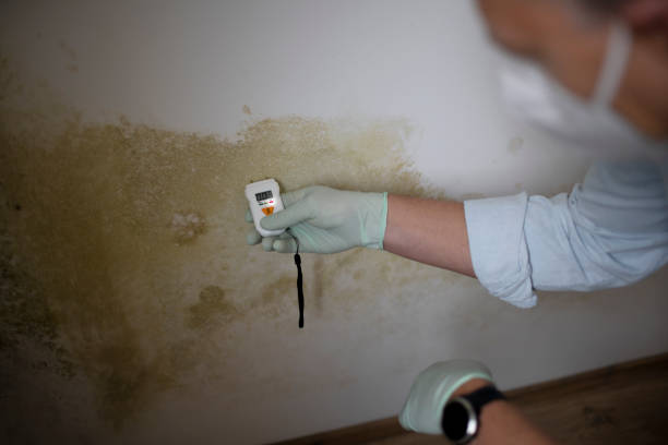Best Insurance-Related Mold Remediation in White Horse, NJ