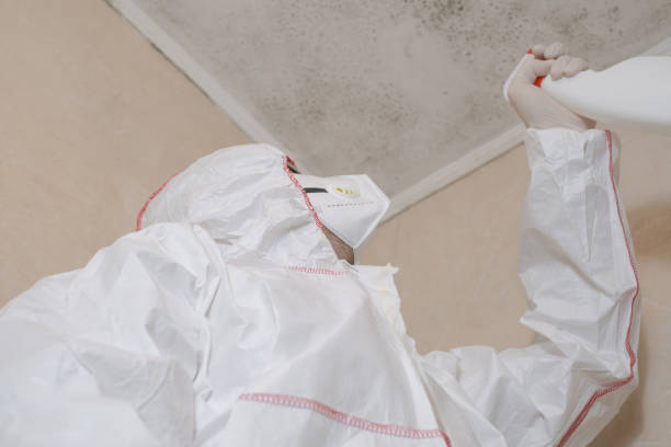 Best Crawl Space Mold Remediation in White Horse, NJ