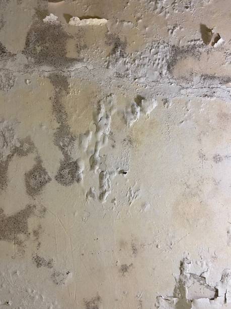 Best HVAC Mold Remediation in White Horse, NJ