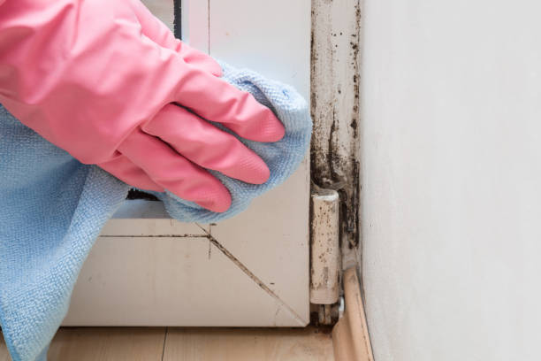 Best Industrial Mold Remediation in White Horse, NJ